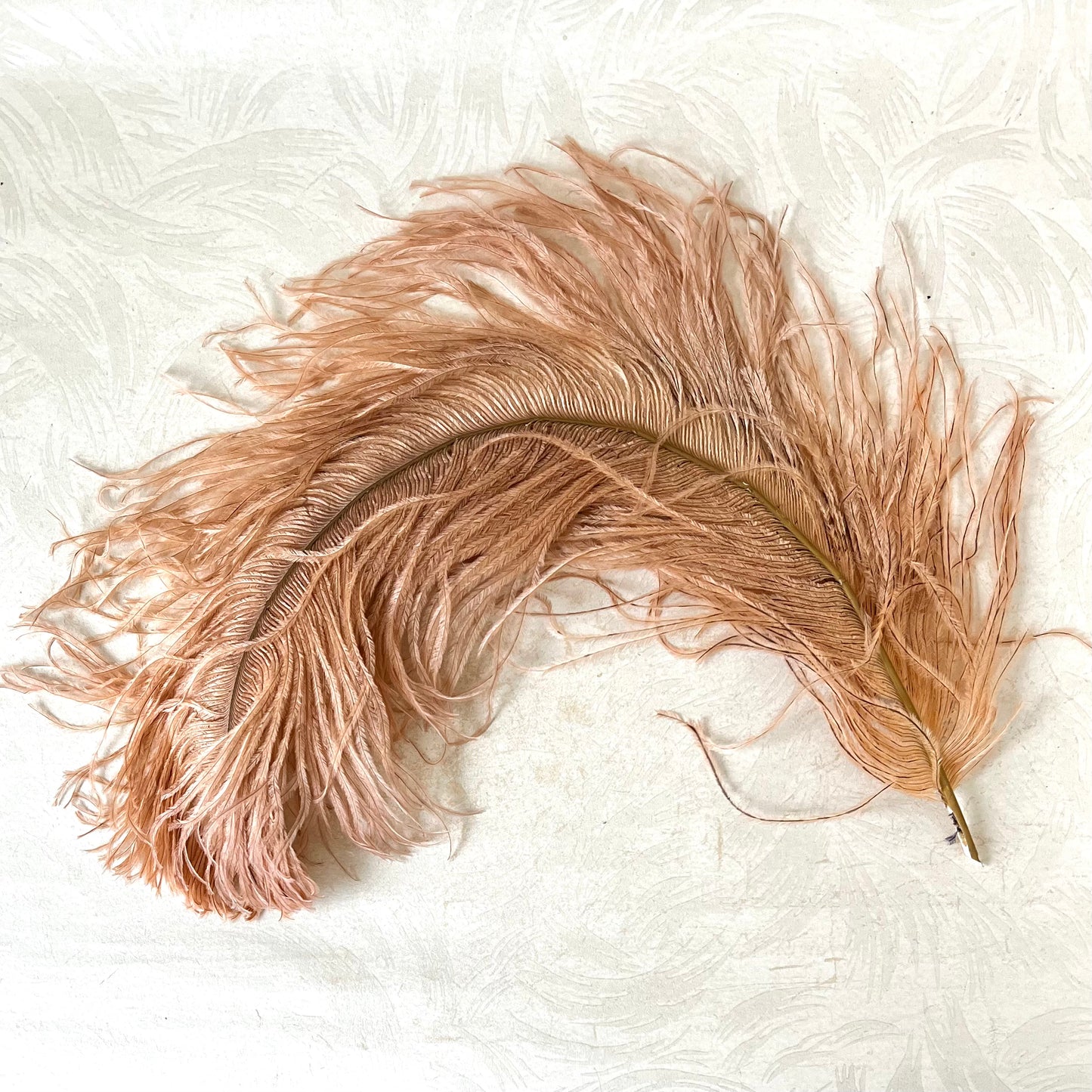 Vintage Dyed Ostrich Feather - Peach