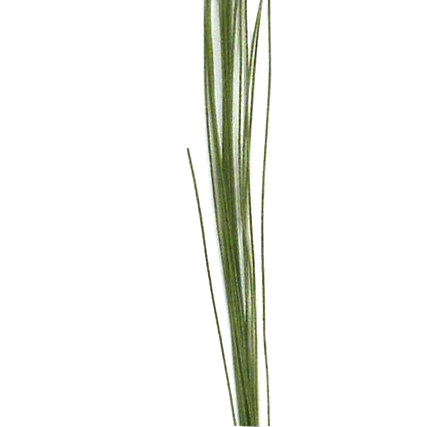 Cloth & Paper Covered Floral Wires