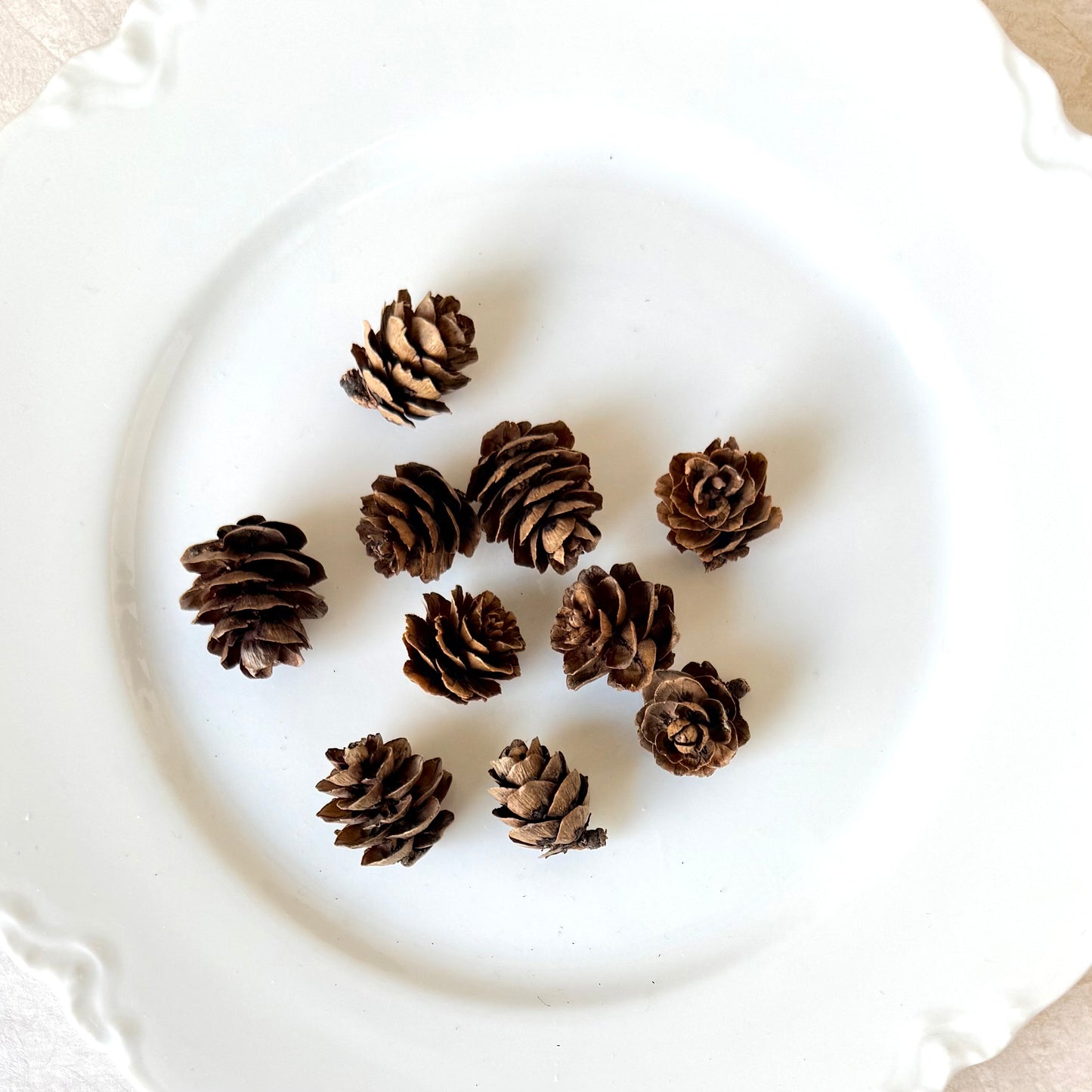Mini Pine Cones