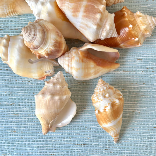 Conch & Cockle Sea Shells