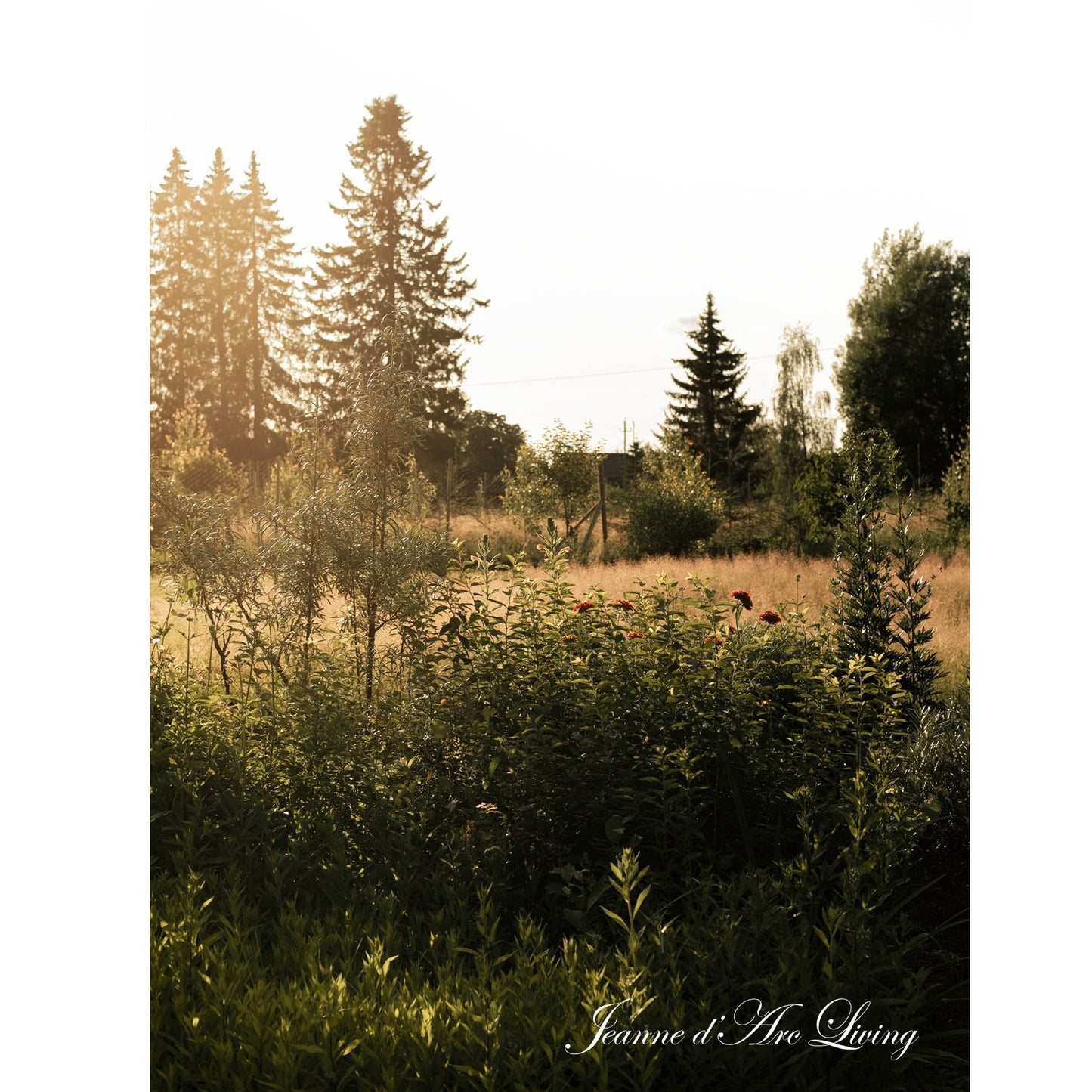 Jeanne d'Arc Living - Back Issue #6, 2024