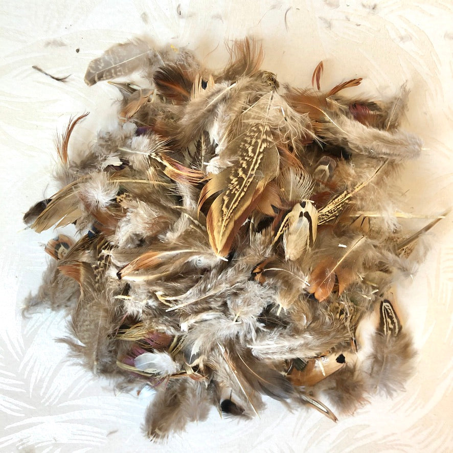Pheasant Feathers