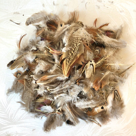 Pheasant Feathers