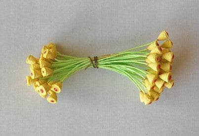 Poinsettia Flower Stamens
