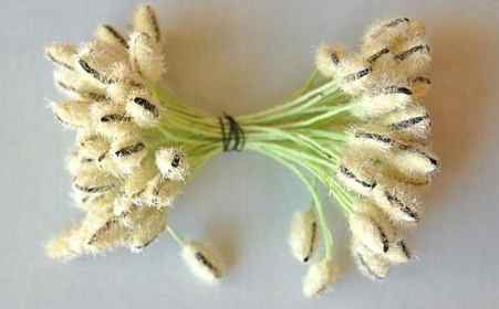 Fuzzy Vintage Flower Buds