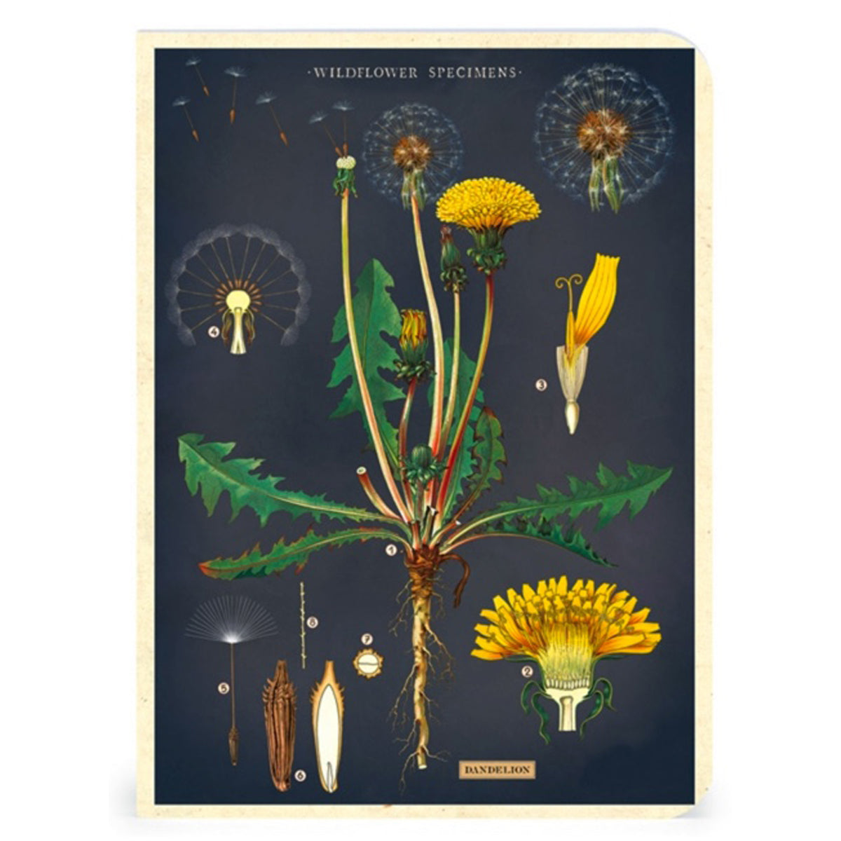 Wildflowers Mini Notebooks Set