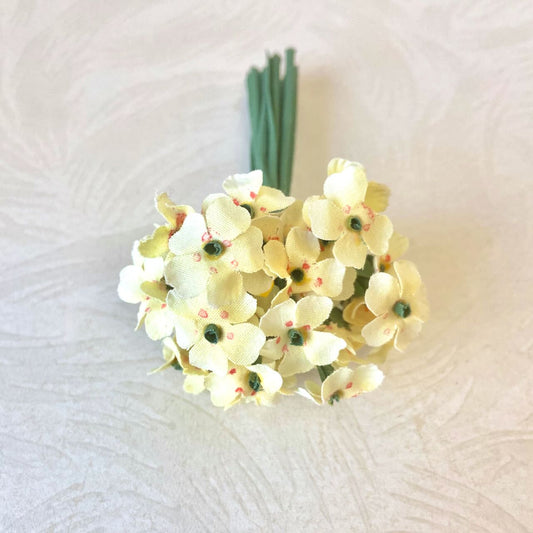 Primrose_Flower