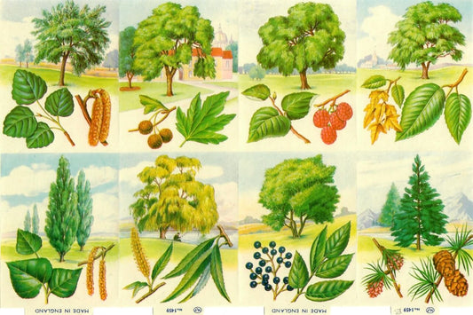 Vintage_Scrapbook_Picture_Trees