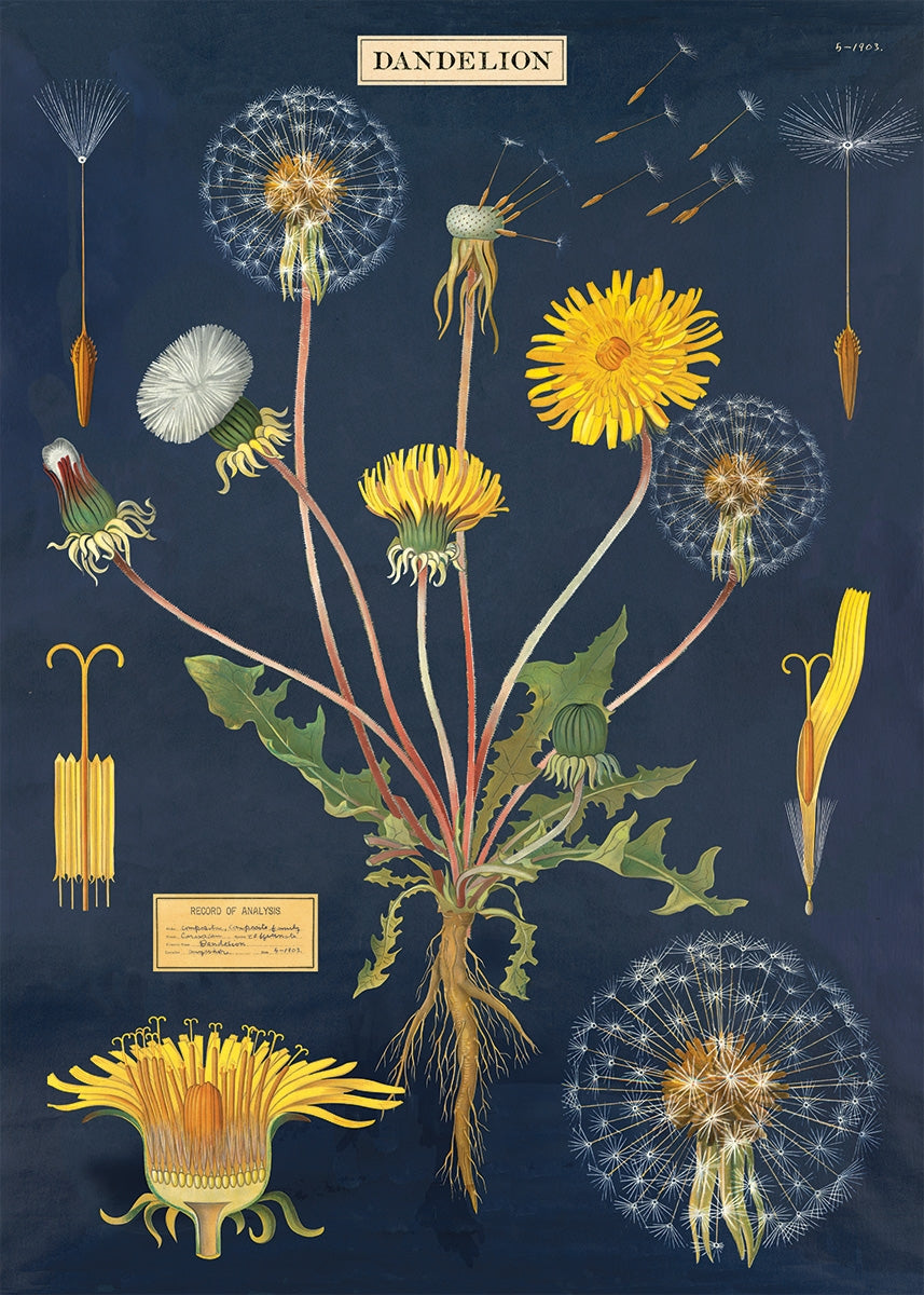 Dandelion Chart - Cavallini Wrap & Poster