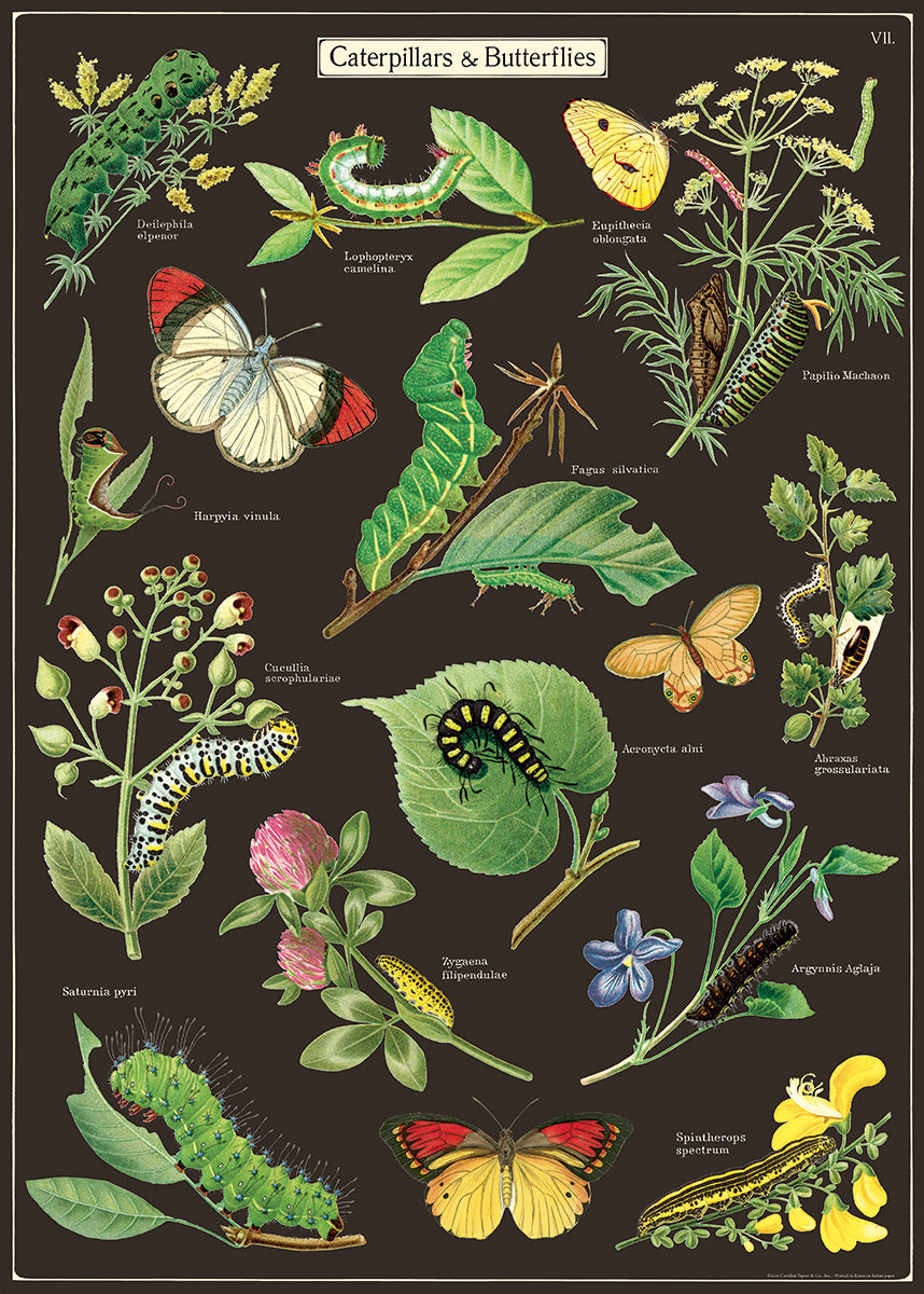 Caterpillars & Butterflies - Cavallini Wrap & Poster