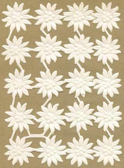 White_Dresden_Edelweiss