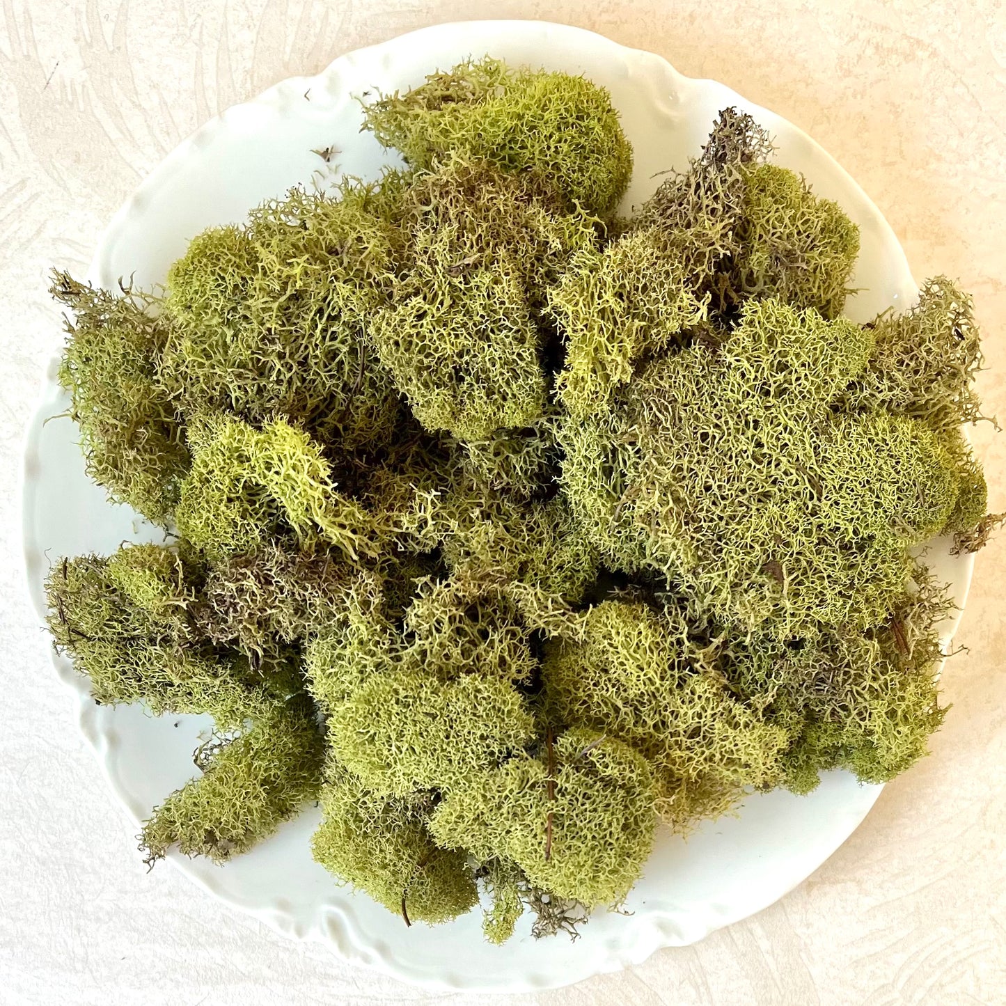 Reindeer Moss, Light Green