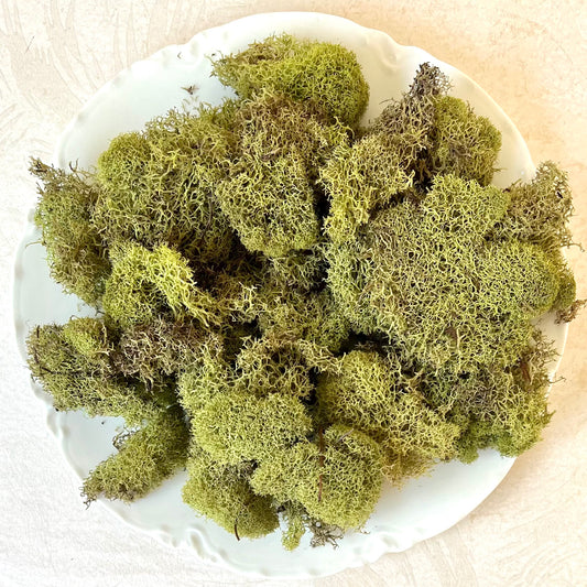 Reindeer Moss, Light Green