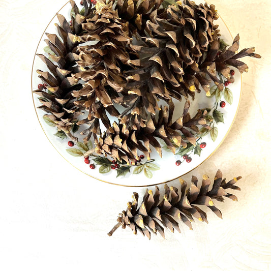 Sugar Pine Cones