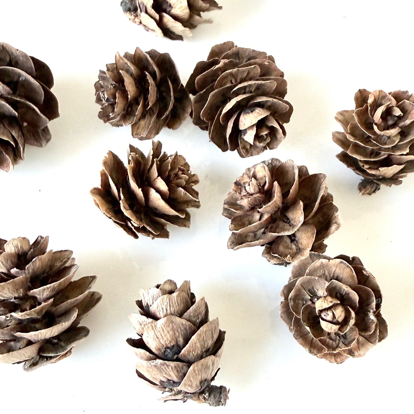Mini Pine Cones