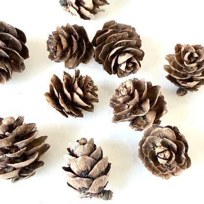 Mini Pine Cones