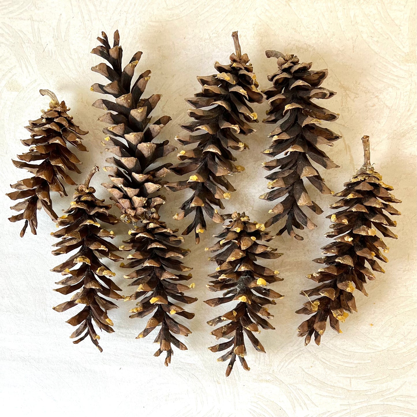 Sugar Pine Cones