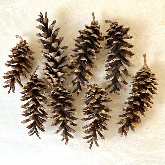 Sugar Pine Cones