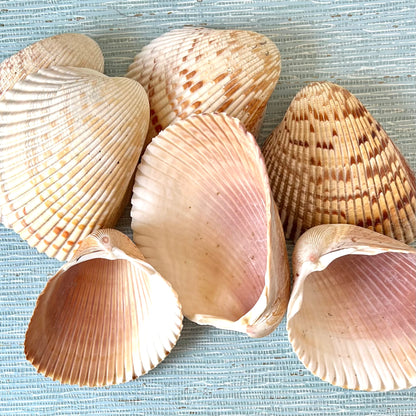 Conch & Cockle Sea Shells