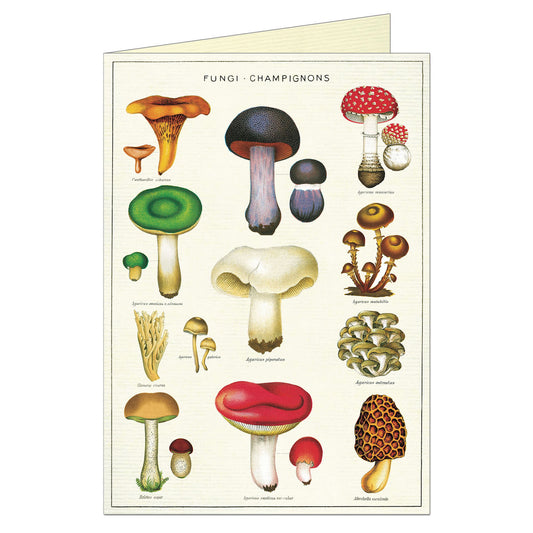    Fungi_Champignons_Greeting_Card