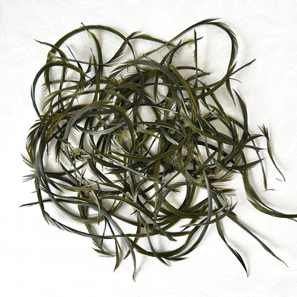Goose_Feather_Biots