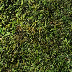 Green Tree Moss