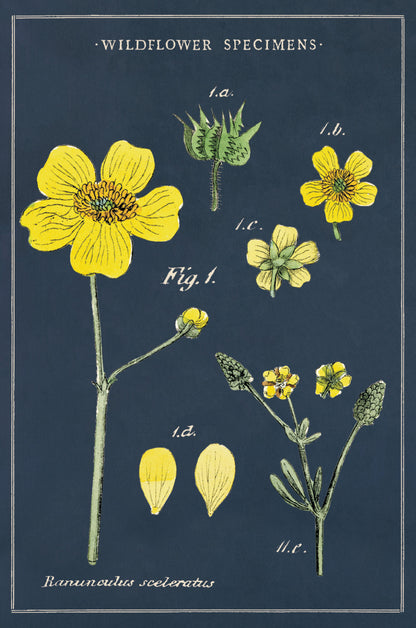 Wildflowers Vintage Postcards Set
