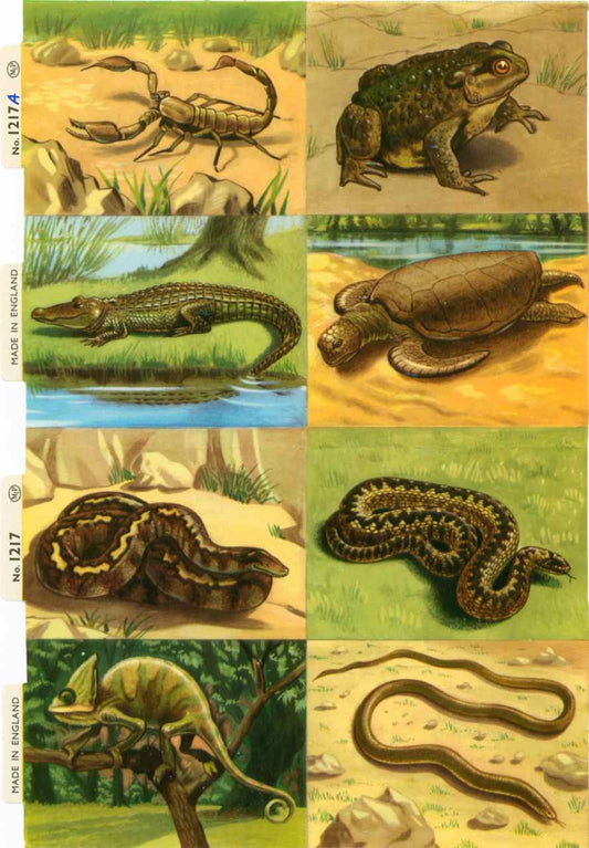 Scrapbook Pictures, Reptiles