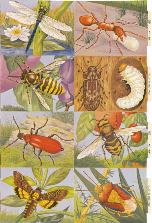 Scrapbook Pictures, Bugs & Insects