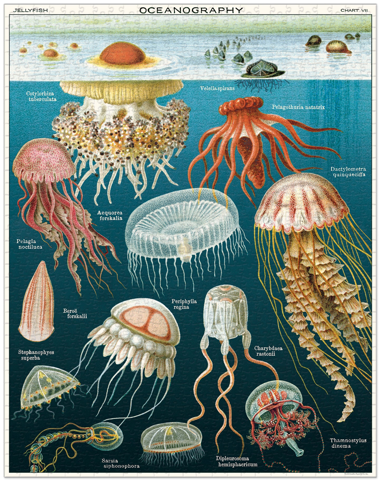Jellyfish Vintage Puzzle, by Cavallini