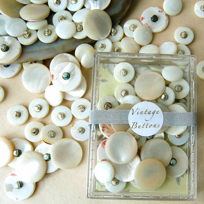 Shell Shank Buttons - Vintage