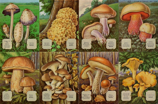     Vintage_Scrapbook_Pictures_Mushroom