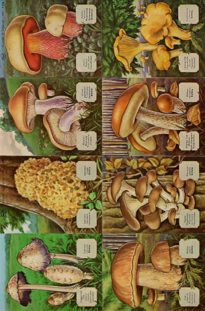     Vintage_Scrapbook_Pictures_Mushroom
