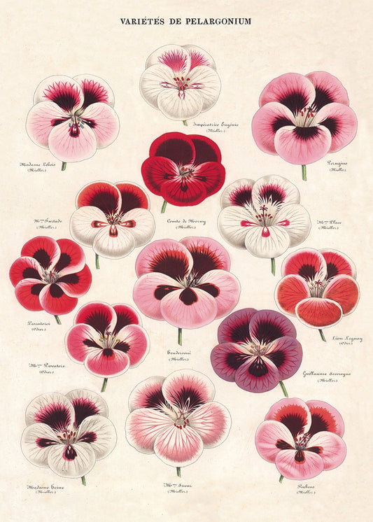 Blossoms - Cavallini Wrap & Poster