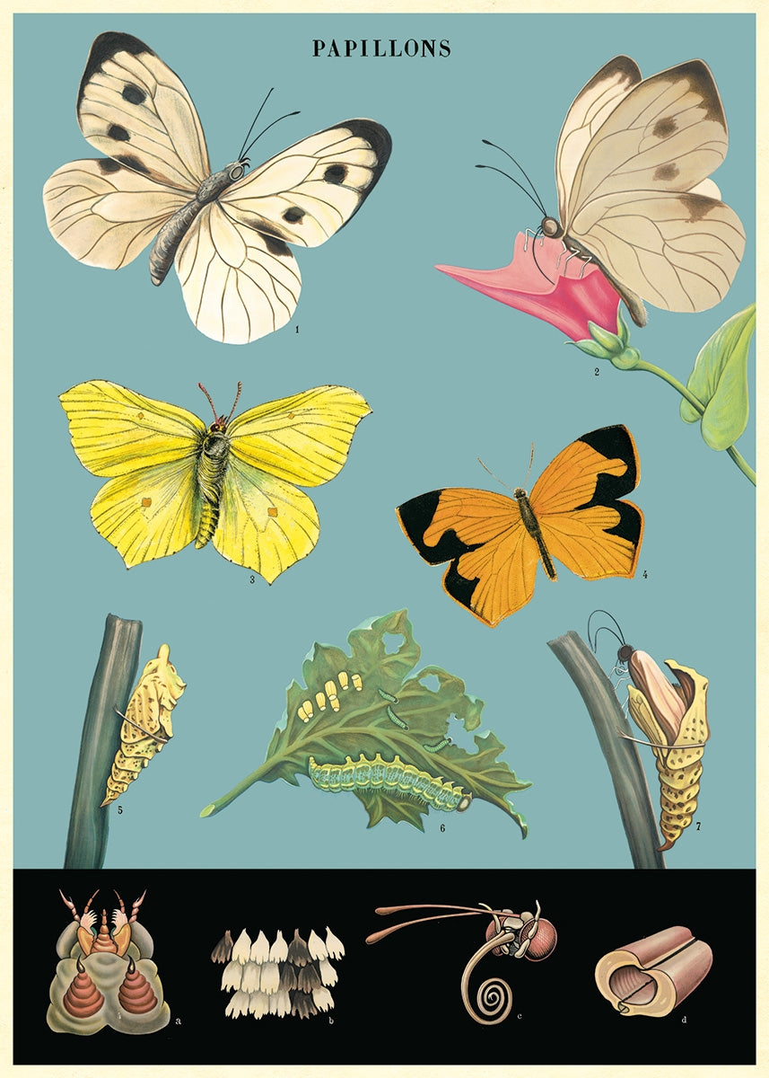 Butterflies Aqua - Cavallini Wrap & Poster