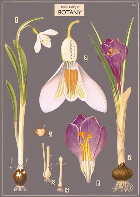Botany Chart - Cavallini Wrap & Poster
