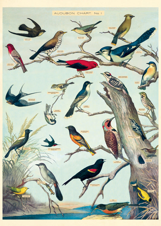 Audubon Birds - Cavallini Wrap & Poster
