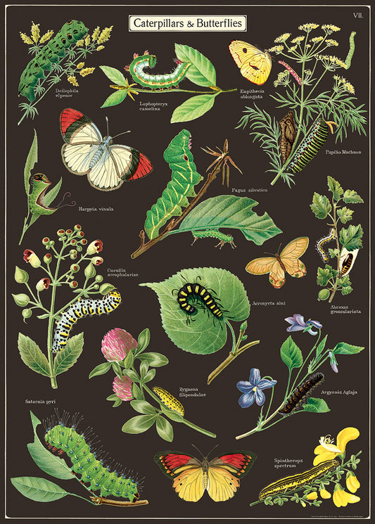 Caterpillars & Butterflies - Cavallini Wrap & Poster