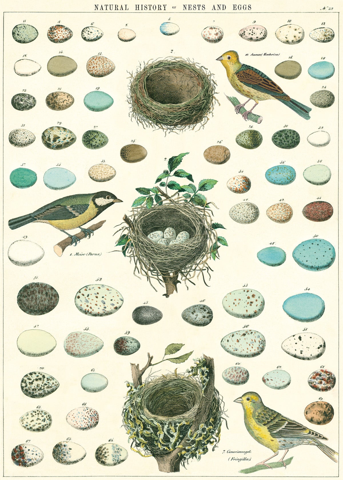 Nest, Eggs & Birds - Cavallini Wrap & Poster